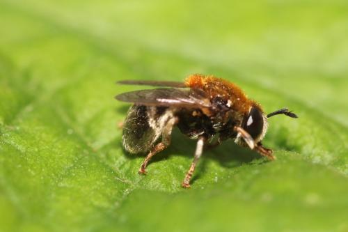Réf. 323 368 : Microdon sp.